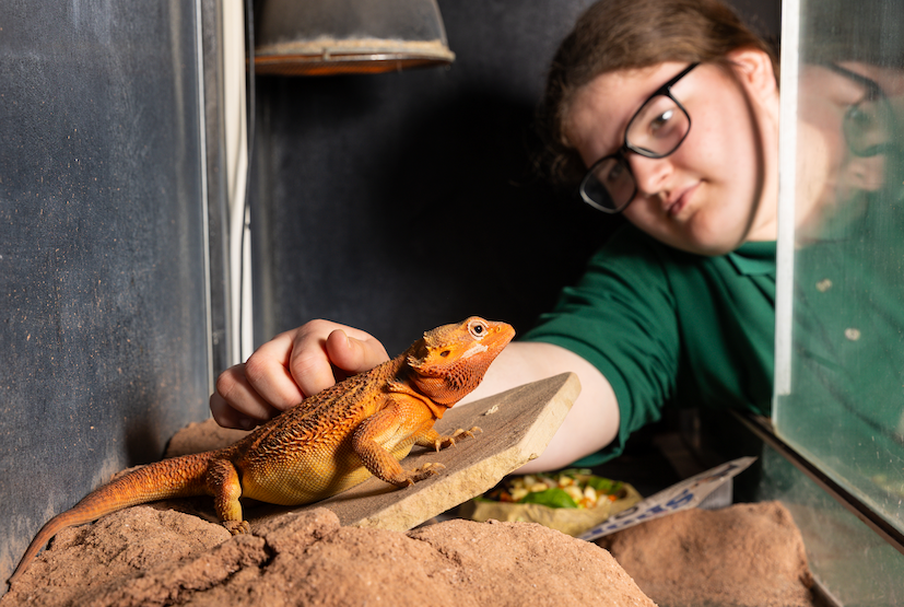 Hadlow student handling reptile