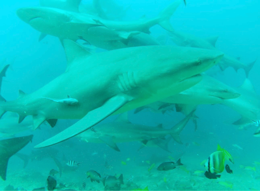 Sharks
